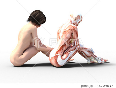 女性　解剖　筋肉　３DCG　イラスト素材 36209637