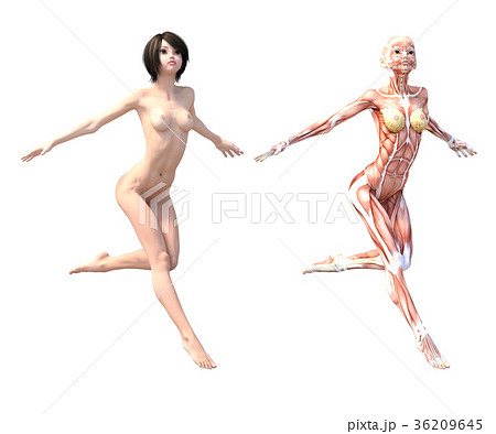 女性　解剖　筋肉　３DCG　イラスト素材 36209645