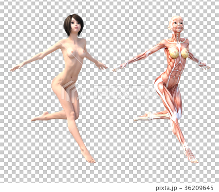 女性　解剖　筋肉　３DCG　イラスト素材 36209645