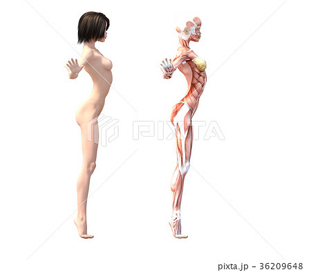 女性　解剖　筋肉　３DCG　イラスト素材 36209648