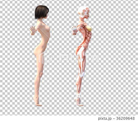 女性　解剖　筋肉　３DCG　イラスト素材 36209648