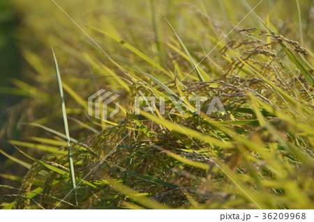 実るほど頭を垂れる稲穂かな(佐渡島/新潟県) 実るほど頭を垂れる稲穂かな(佐渡島/新潟県) 36209968