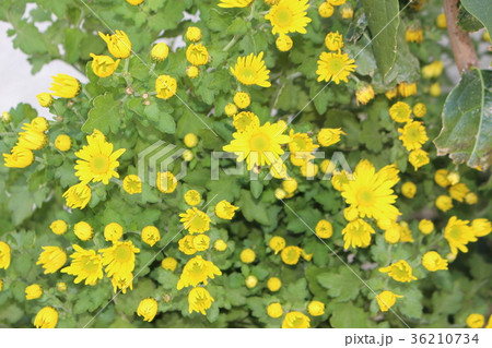 黄の秋 菊 黄の秋 菊 36210734