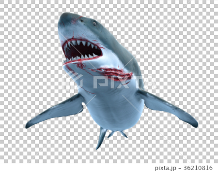 shark  36210816