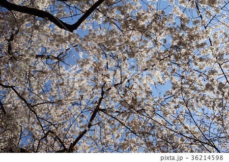 枝垂れ桜 枝垂れ桜 36214598
