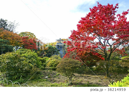 沼田城址公園の紅葉と鐘楼 36214959