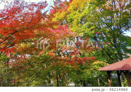 沼田公園の紅葉 36214960