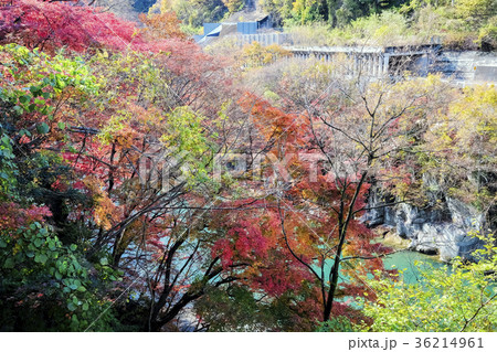 綾戸渓谷の紅葉と利根川 36214961