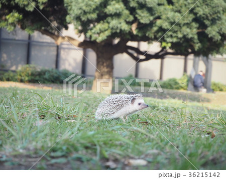 ハリネズミ お散歩 自然 ハリネズミ お散歩 自然 36215142