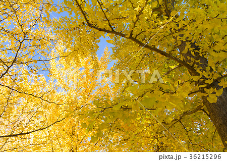 イチョウ 紅葉 イメージ素材 イチョウ 紅葉 イメージ素材 36215296