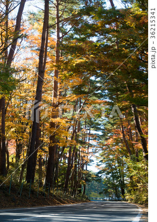 河口湖 湖岸道路 紅葉 河口湖 湖岸道路 紅葉 36215341