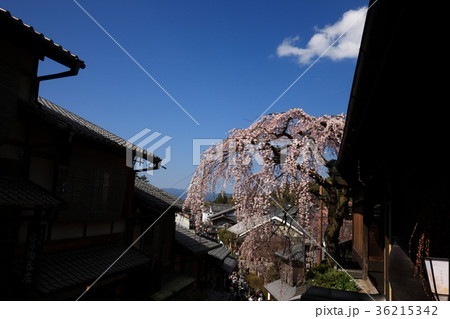 三年坂の枝垂れ桜 36215342