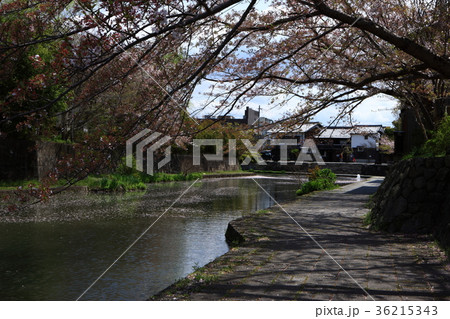近江八幡の桜 36215343