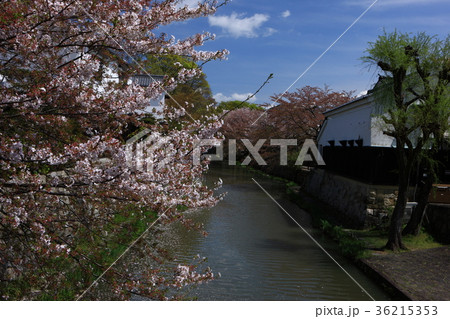 近江八幡の桜 36215353