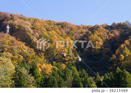 河口湖　カチカチ山ロープウェイ　紅葉 36215489