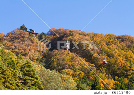 河口湖　カチカチ山ロープウェイ　紅葉 36215490