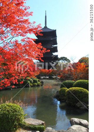 東寺五重塔と紅葉 東寺五重塔と紅葉 36215500