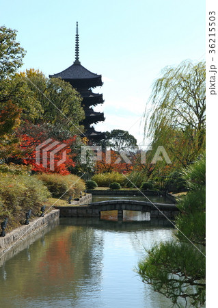 東寺五重塔と紅葉 36215503