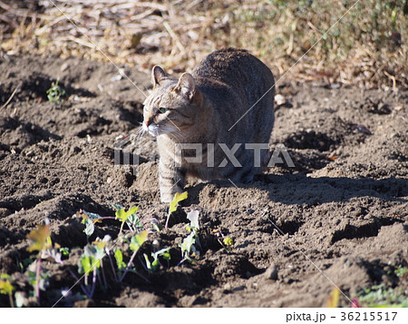 散歩する猫 ネコ 散歩する猫 ネコ 36215517