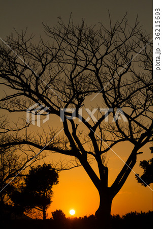 秋の夕陽　木　シルエット 36215693