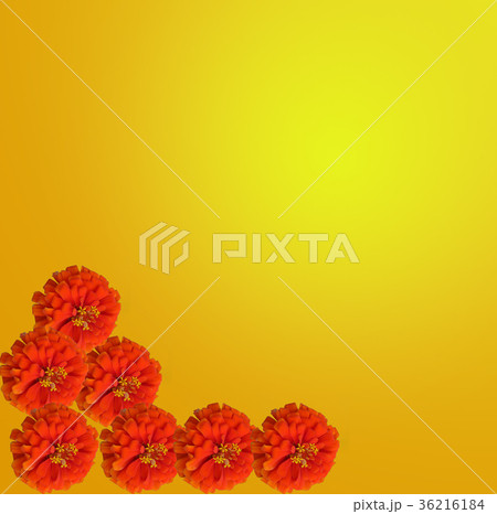 orange zinnia on orange background orange zinnia on orange background 36216184