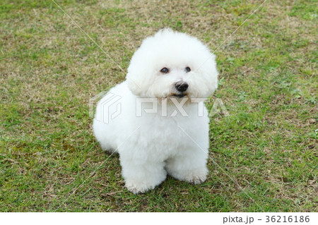 ビションフリーゼ ビションフリーゼ 36216186