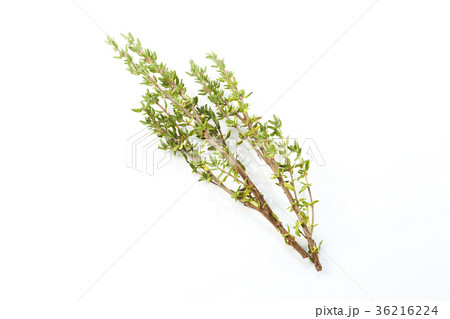 タイム（ハーブ）バック飛ばし、影イキ 36216224