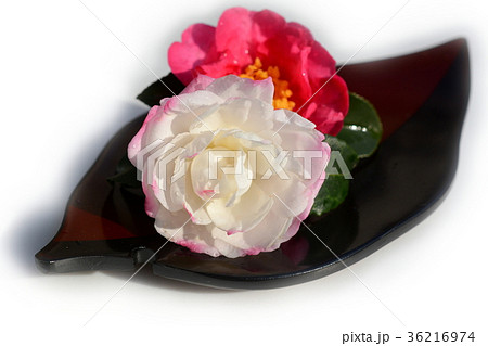 山茶花、木の葉の形の木の皿 36216974