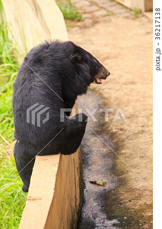 Backside Black Bear Climbs Over Barrier in Zoo 36217138