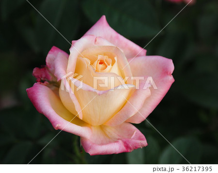 美しい秋バラ(クリーム色) 36217395