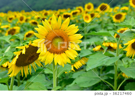 ひまわり畑（兵庫県佐用郡佐用町） 36217460