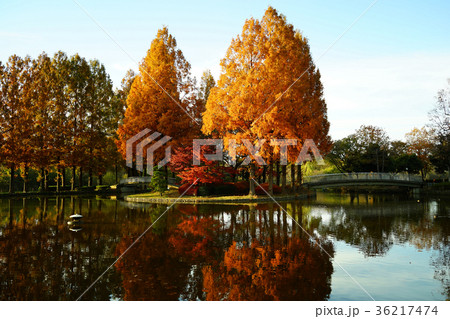 上尾　丸山公園 36217474