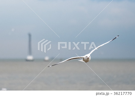 seagull flying over sea on blue sky background 36217770