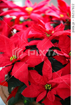 ポインセチア 36217822