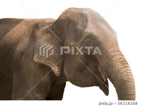 smiling elephant smiling elephant 36218168