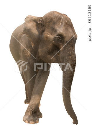 elephant 36218169