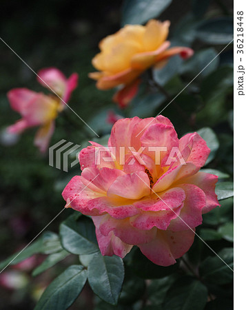 美しい秋のバラ 36218448