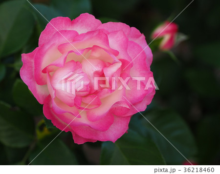 美しい秋のバラ 36218460