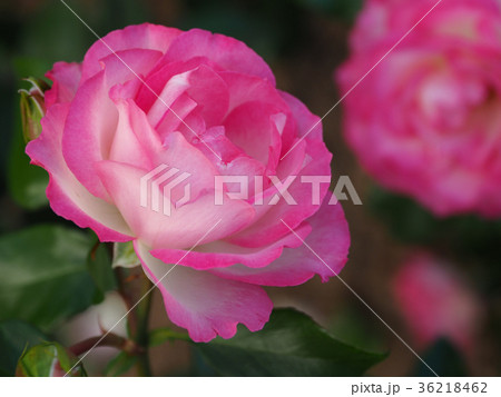 美しい秋のバラ 美しい秋のバラ 36218462