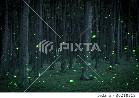 Night coniferous forest with magical fireflies Night coniferous forest with magical fireflies 36218515