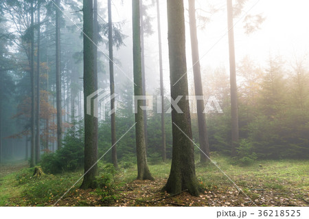 misty and magical coniferous forest misty and magical coniferous forest 36218525
