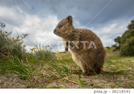 Quokka kangaroo, Rottnest island,  36218545
