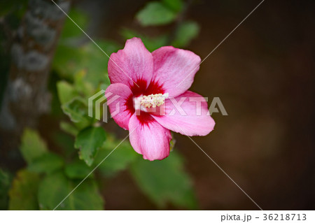 ムクゲの花 ムクゲの花 36218713