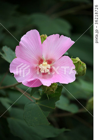 フヨウの花 36218726