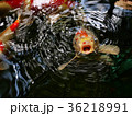 Japanese Carp 36218991