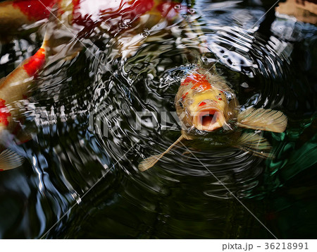 Japanese Carp Japanese Carp 36218991