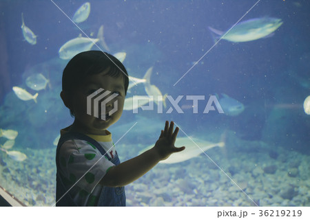 2 years old 2 years old 36219219