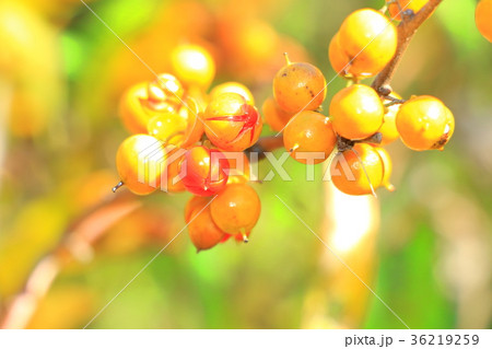 ツルウメモドキ 36219259