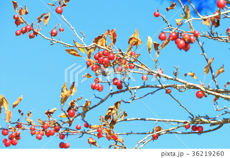 姫リンゴ 36219260