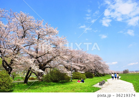 みちのく三大桜名所　北上展勝地の桜並木 36219374